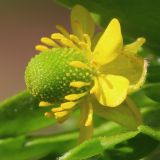 Ranunculus sceleratus