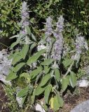 Stachys germanica