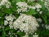 Pyracantha coccinea. Соцветие. Киев, в культуре. 22.05.2013.