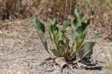 Limonium scoparium