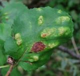 Betula humilis. Лист с поражениями. Архангельская обл., Вельский р-н, окр. пос. Усть-Шоноша, заболоченный лес. 31.07.2013.