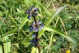 Gentiana macrophylla. Верхушка расцветающего растения. Восточный Казахстан, Катон-Карагайский р-н, с. Урыль, НПП. 23.07.2011.