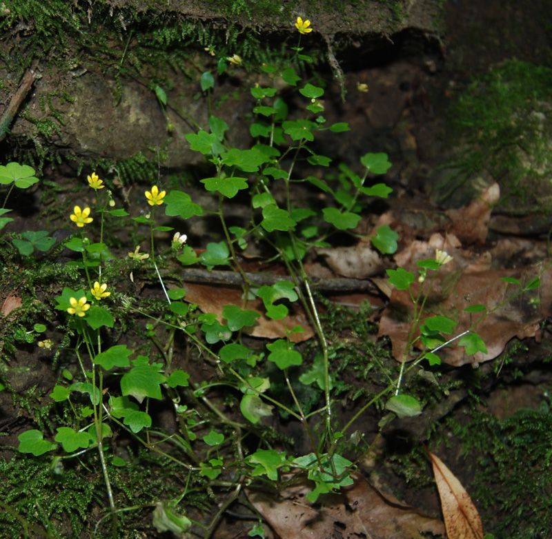 Изображение особи Saxifraga cymbalaria.