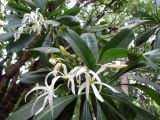 Plumeria × stenopetala