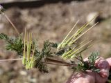 Erodium cicutarium. Часть побега с соплодиями. Кыргызстан, Нарынская обл., левый берег долины р. Нарын, окр. с. Таш Башат, вахтовый пос. гидростроителей. 01.10.2015.