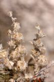 Paraeremostachys karatavica. Верхушка плодоносящего растения. Южный Казахстан, горы Алатау (Даубаба), Западное ущелье, Западный перевал, 1560 м н.у.м. 14.07.2014.