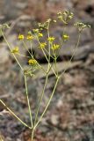 Ferula karataviensis