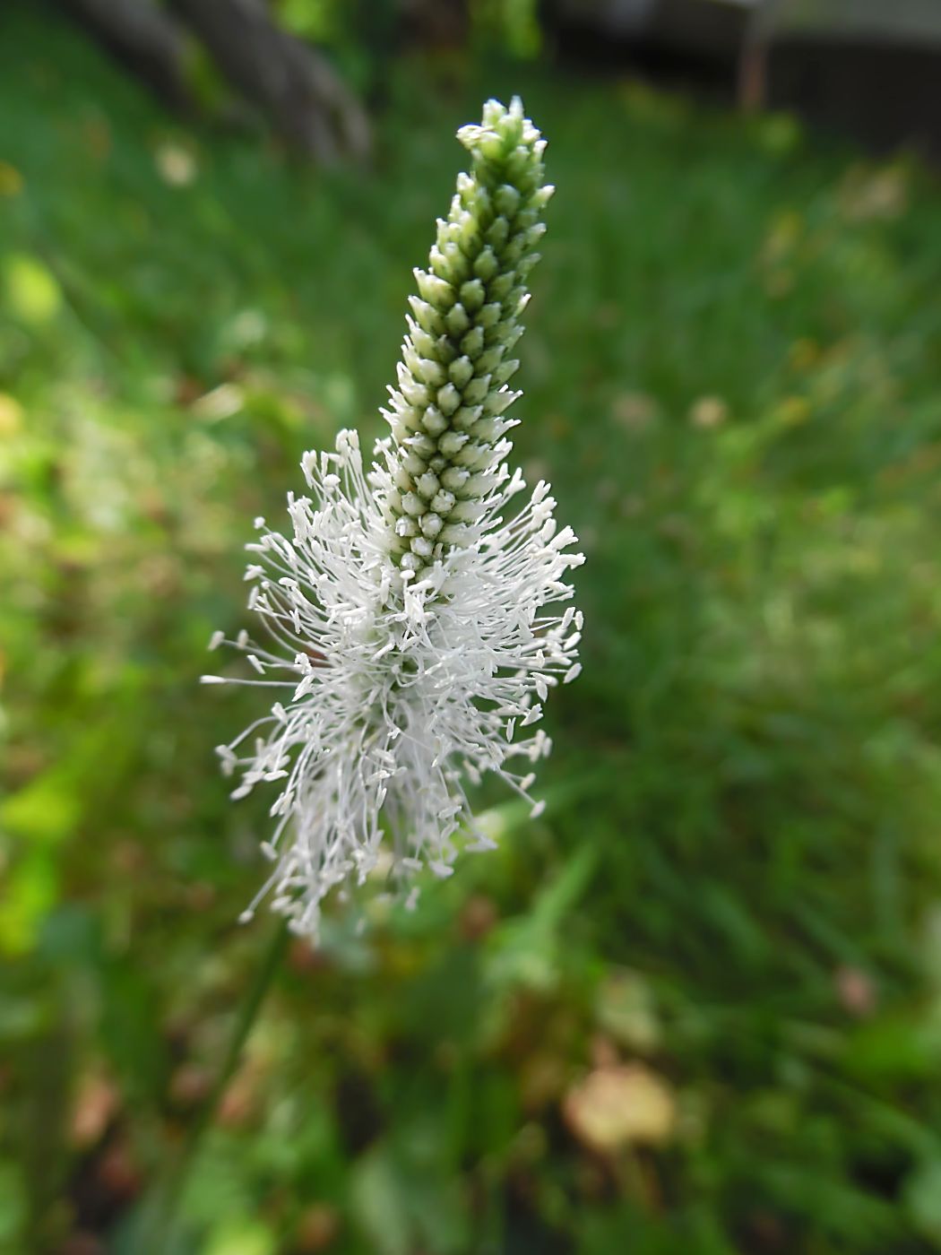 Изображение особи Plantago urvillei.