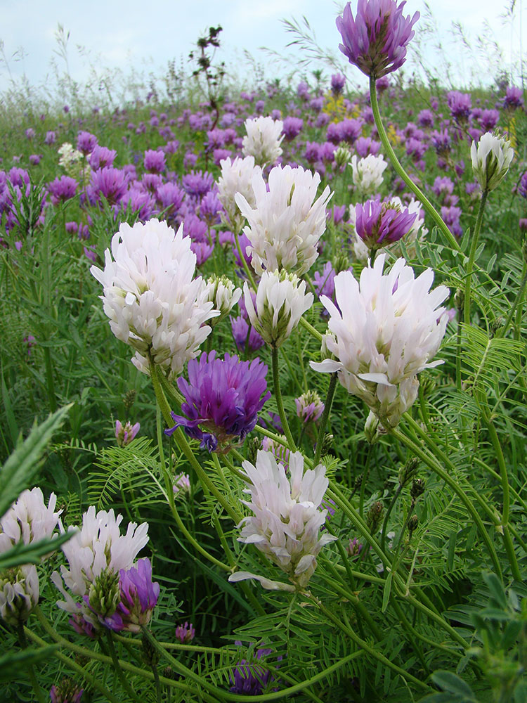 Изображение особи Astragalus onobrychis.