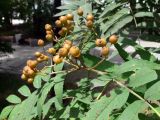 Sorbus amurensis