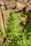 Erodium cicutarium