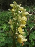 Orchis pallens