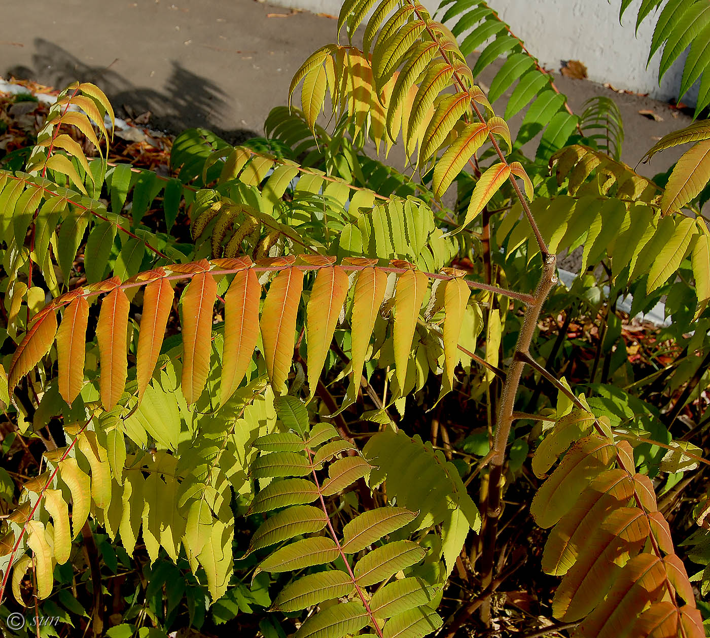 Изображение особи Rhus typhina.