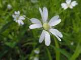 Stellaria holostea. Цветок c завязавшейся коробочкой. Марий Эл, г. Йошкар-Ола, Сосновая роща, опушка леса. 25.05.2019.