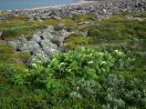 Sorbus aucuparia subspecies glabrata. Цветущее растение. Кольский полуостров, Восточный Мурман, восточный берег губы Дальнезеленецкая. 18.07.2010.