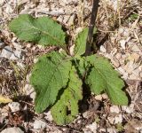 Verbascum pyramidatum