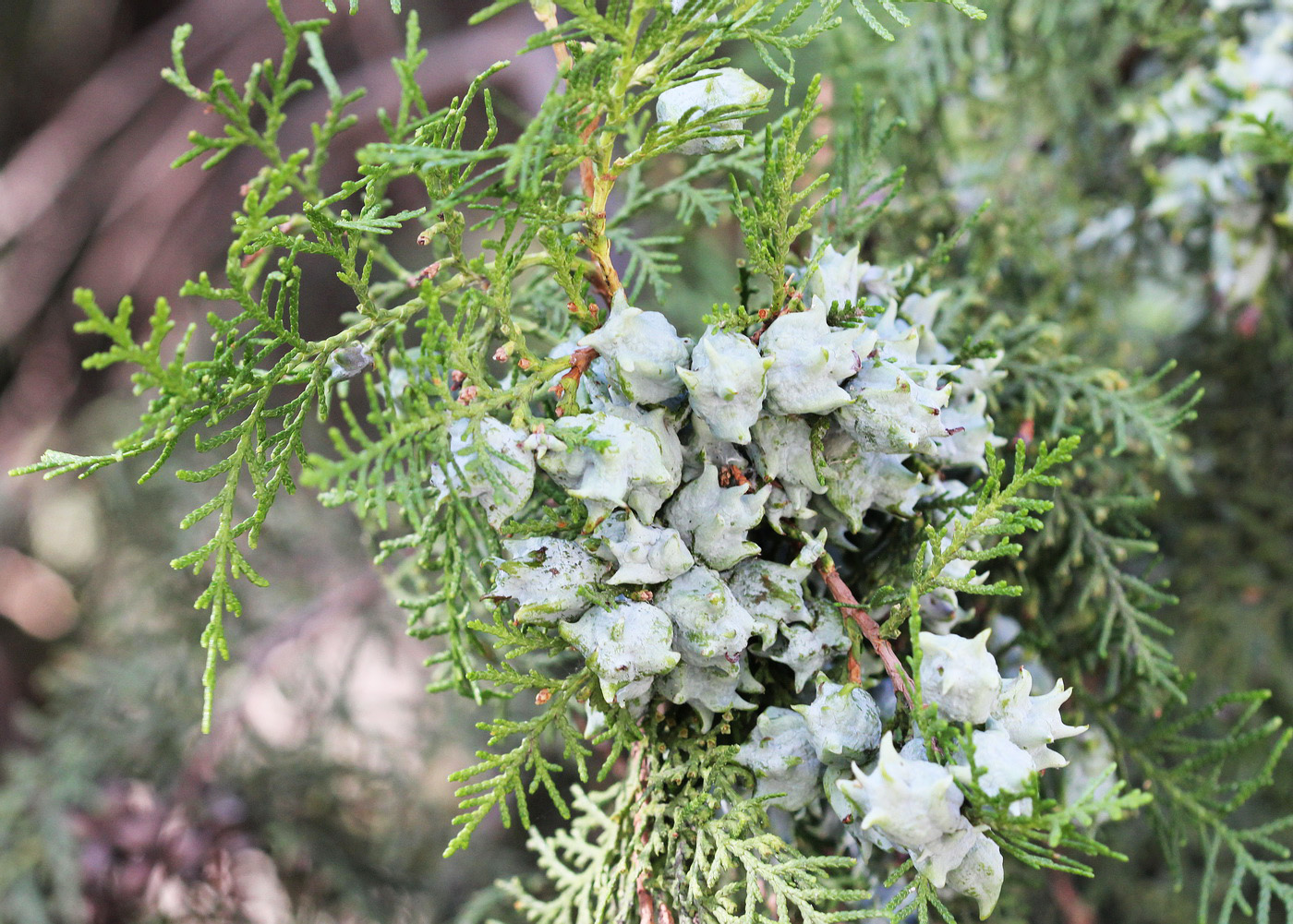 Изображение особи Platycladus orientalis.