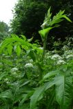 Cirsium oleraceum