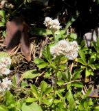 Antennaria dioica