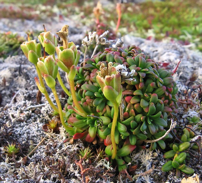 Изображение особи Diapensia lapponica.