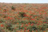 Papaver pavoninum