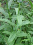 Physostegia virginiana