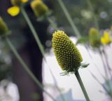 Rudbeckia laciniata