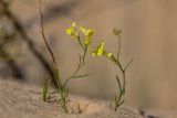 Linaria odora. Цветущие растения. Ростовская обл., Верхнедонской р-н, окр. хут. Морозовский, ур. Большие Буруны, пески. 24.07.2022.