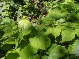 Humulus lupulus. Побеги. Московская обл., Талдомский р-н, окр. СНТ \"Надежда\", смешанный лес с преобладанием ольхи. 15.06.2023.