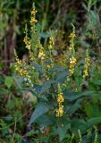 Verbascum marschallianum. Верхушка цветущего растения. Северная Осетия, Алагирский р-н, Куртатинское ущелье, Кадаргаванский каньон, подножие каменистого склона. 23.07.2022.