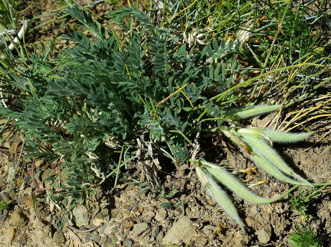 Изображение особи Astragalus xipholobus.