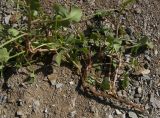 Rumex hastifolius