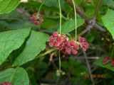 Euonymus sachalinensis