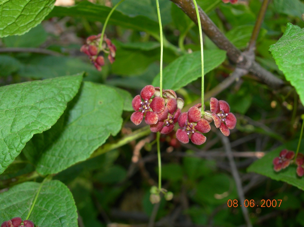 Изображение особи Euonymus sachalinensis.