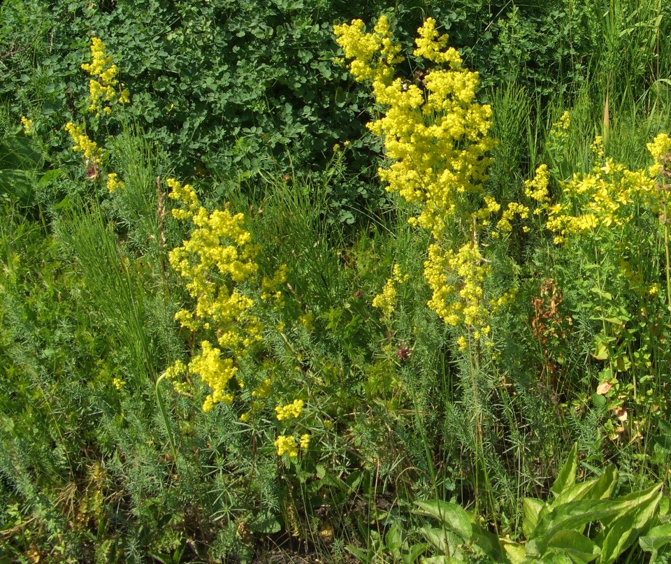 Изображение особи Galium verum.