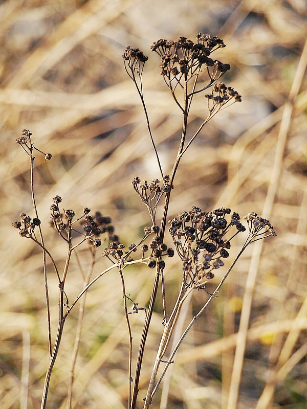 Изображение особи Tanacetum vulgare.