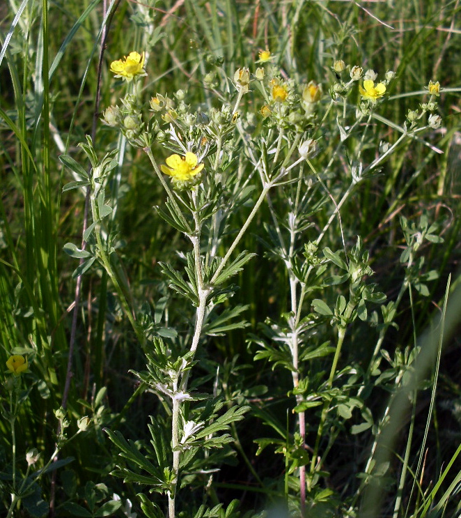 Изображение особи Potentilla argentea.