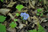 Gentiana zollingeri