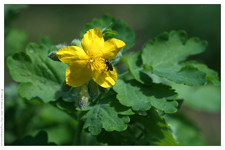 Изображение особи Chelidonium majus.