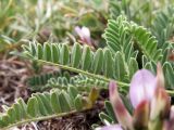 Astragalus tibetanus