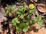 Ranunculus franchetii. Цветущее растение. Приморский край, Спасский р-н, окр. с. Хвалынка, дубняк леспедециевый. 07.05.2013.