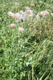 Cirsium incanum