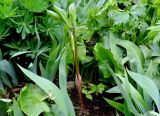 Arisaema sachalinense