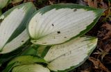 Hosta fortunei