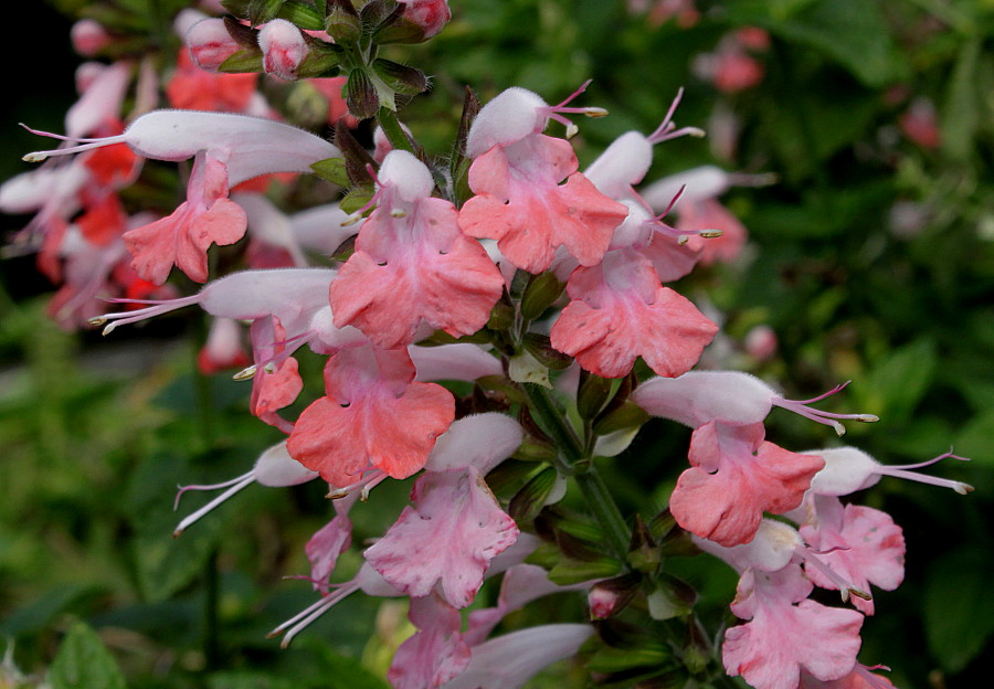 Изображение особи род Salvia.