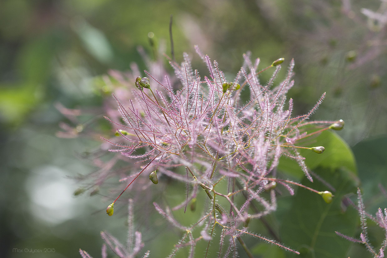 Изображение особи Cotinus coggygria.