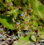 Veronica arvensis