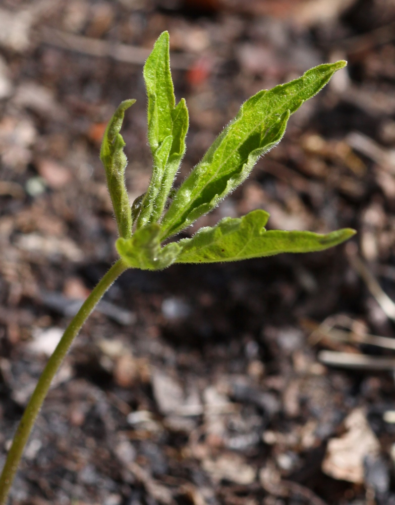 Image of Viola dactyloides specimen.