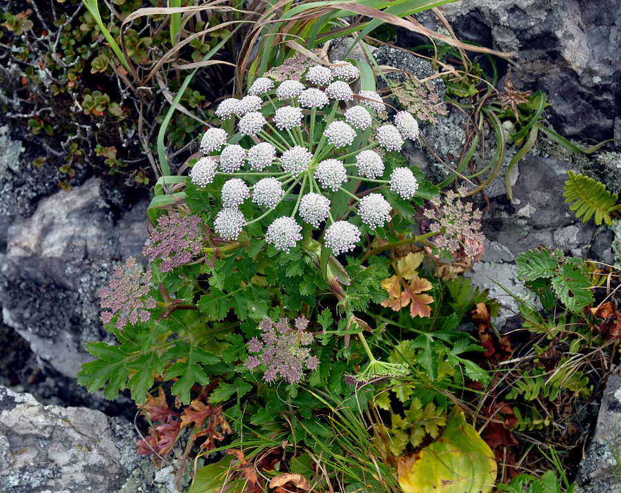 Изображение особи Kitagawia eryngiifolia.