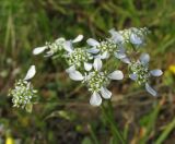 Scandix australis. Соцветие. Крым, Балаклава, приморский склон. 30 апреля 2016 г.